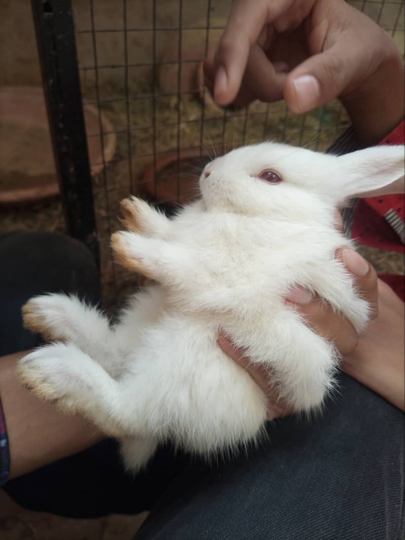 Cute Rabbit Bunny's For Sale 4