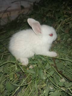 Cute Rabbit Bunny's For Sale