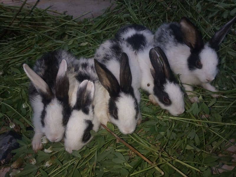 Cute Rabbit Bunny's For Sale 6