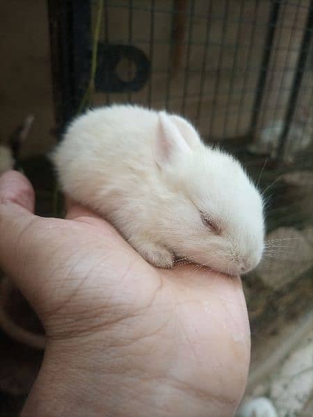 Cute Rabbit Bunny's For Sale 1