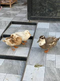 ducks for sale  1 male and 2  female  eggs  laying