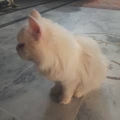 Persian cat 1 year old vaccinated kept at home for one year