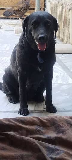 pure black female Labrador