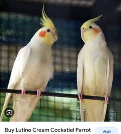 creamy cocktail parrots full healthy and active