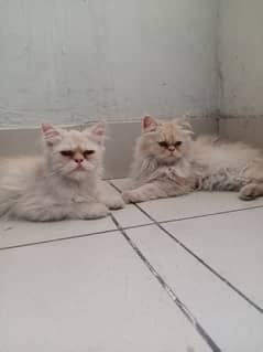 persian cats for sale pair