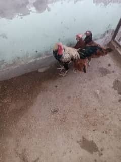 Hens For sale