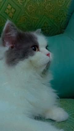 Bicolor tripple coat female cat