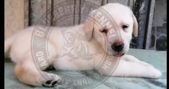 British labradog puppies pedigree 03134111831