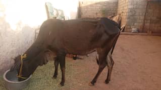 Desi cow for sale, best for Qurbani