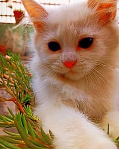 blue eyes Persian cat baby