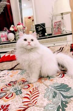 Persian Cat triple coat different eyes     whatsapp for details