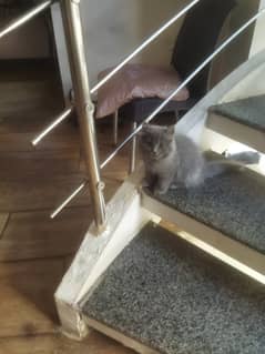 2.5 months old sibling kittens for sale