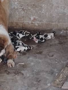 Saint Bernard puppies available, age 1 month