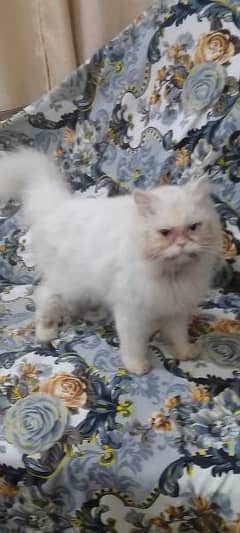 Pike punch face female cat for sale