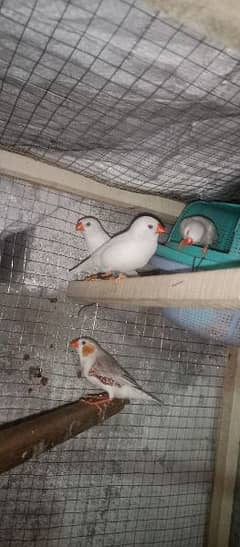 snow White Finch _ Pastel Blue & Lutino Healthy & Active Pair