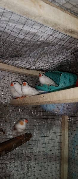 snow White Finch _ Pastel Blue & Lutino Healthy & Active Pair 1