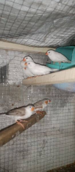 snow White Finch _ Pastel Blue & Lutino Healthy & Active Pair 2