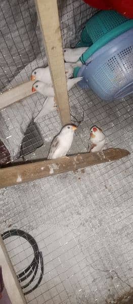 snow White Finch _ Pastel Blue & Lutino Healthy & Active Pair 12