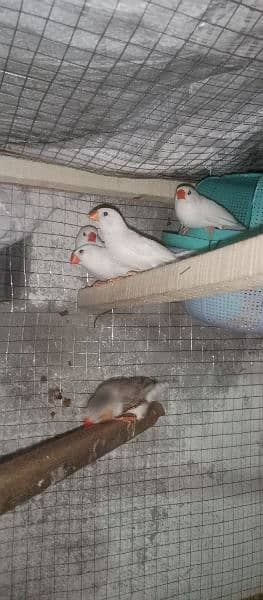 snow White Finch _ Pastel Blue & Lutino Healthy & Active Pair 13