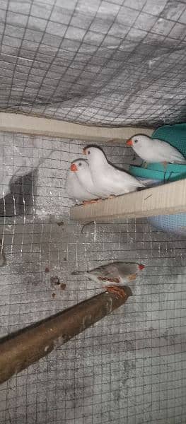 snow White Finch _ Pastel Blue & Lutino Healthy & Active Pair 14