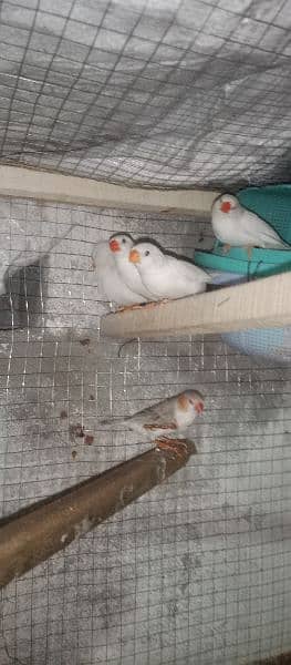 snow White Finch _ Pastel Blue & Lutino Healthy & Active Pair 15