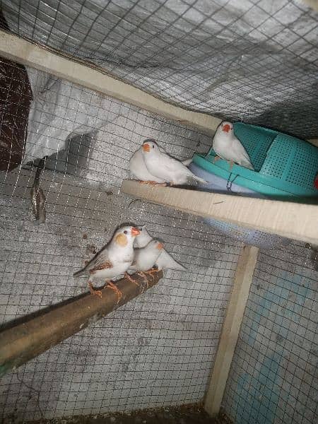 snow White Finch _ Pastel Blue & Lutino Healthy & Active Pair 16