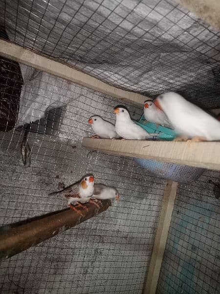 snow White Finch _ Pastel Blue & Lutino Healthy & Active Pair 17
