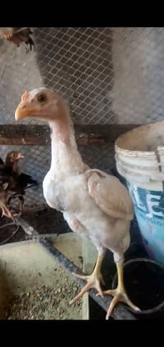 Heera Aseel chick for sale
