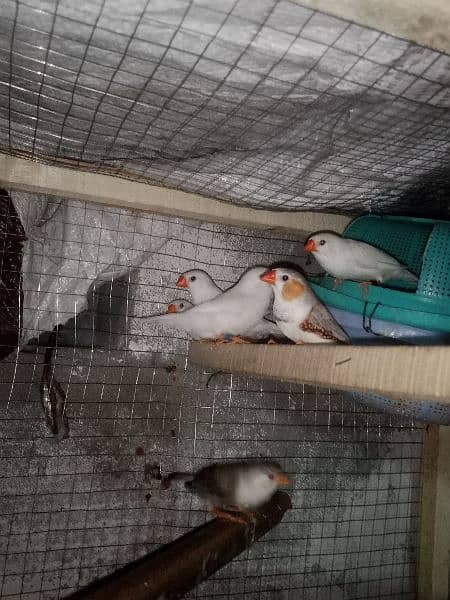 snow White Finch _ Pastel Blue & Lutino Healthy & Active Pair 18