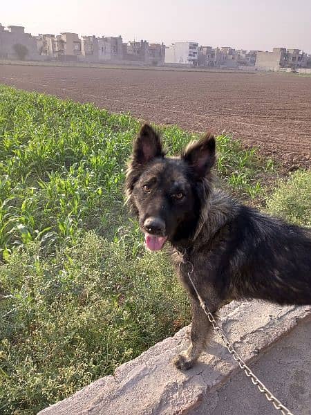 German Shepherd age 4 months 1