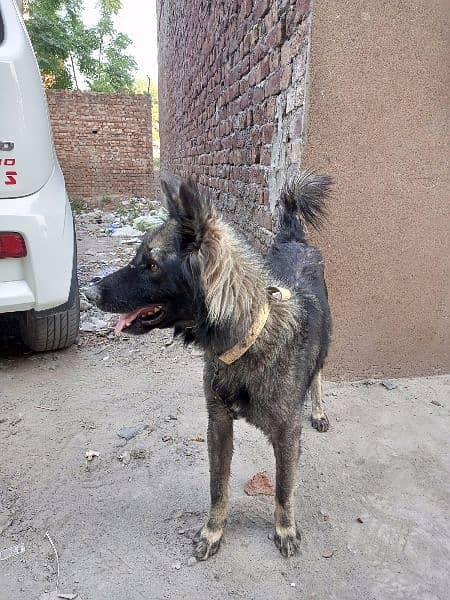 German Shepherd age 4 months 3