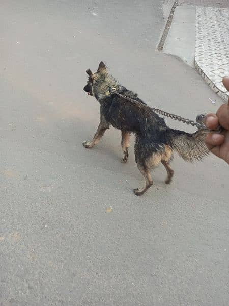 German Shepherd age 4 months 7