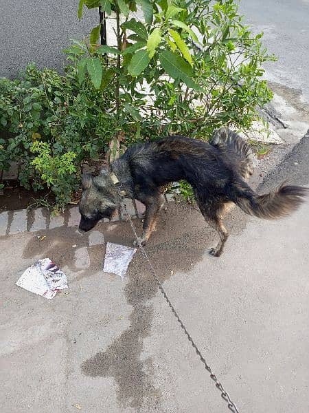 German Shepherd age 4 months 9