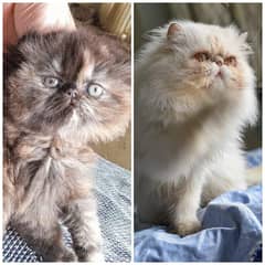 Cfa bloodline imported qulity peki face female kitten pure pershion