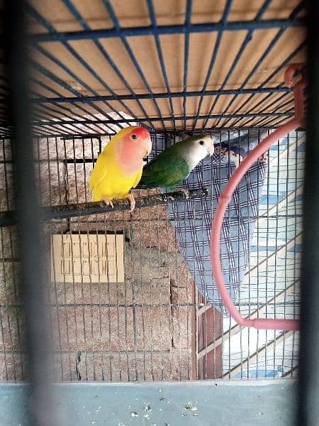 Breeding Pairs of Lovebird, Lutinos & Complete Setup for Sale! 0