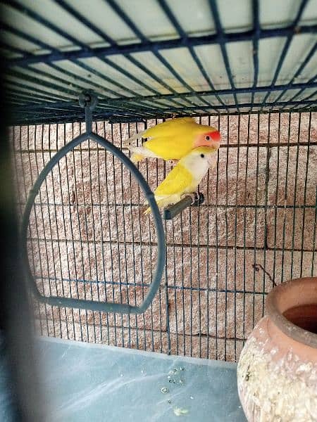 Breeding Pairs of Lovebird, Lutinos & Complete Setup for Sale! 1