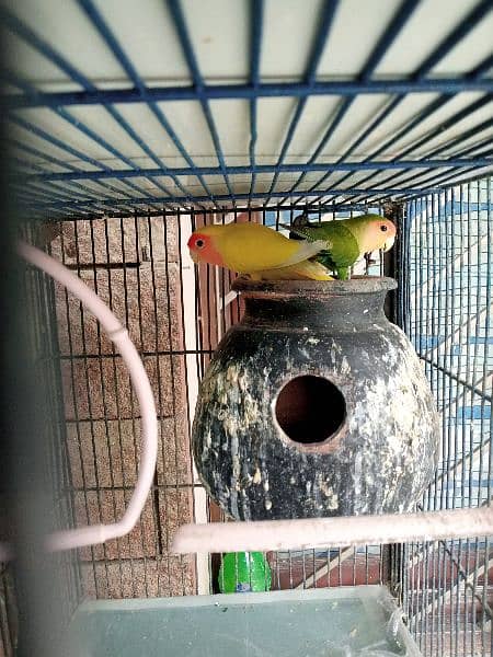 Breeding Pairs of Lovebird, Lutinos & Complete Setup for Sale! 2