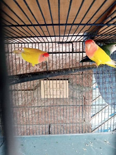 Breeding Pairs of Lovebird, Lutinos & Complete Setup for Sale! 3