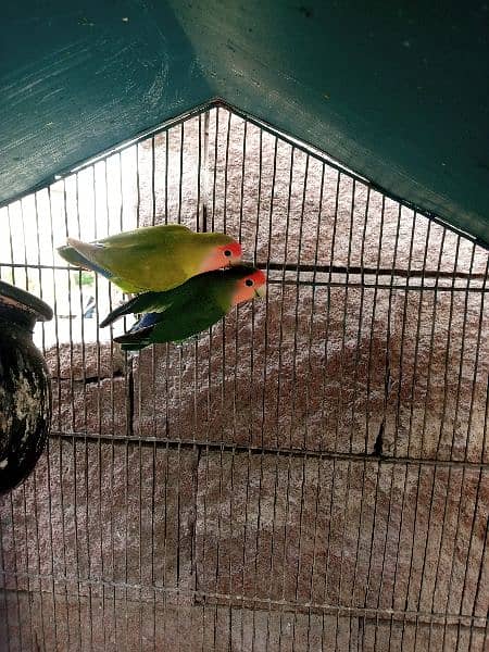 Breeding Pairs of Lovebird, Lutinos & Complete Setup for Sale! 4