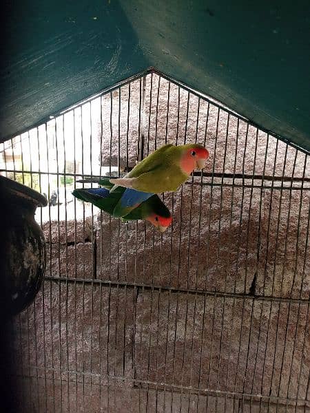 Breeding Pairs of Lovebird, Lutinos & Complete Setup for Sale! 5