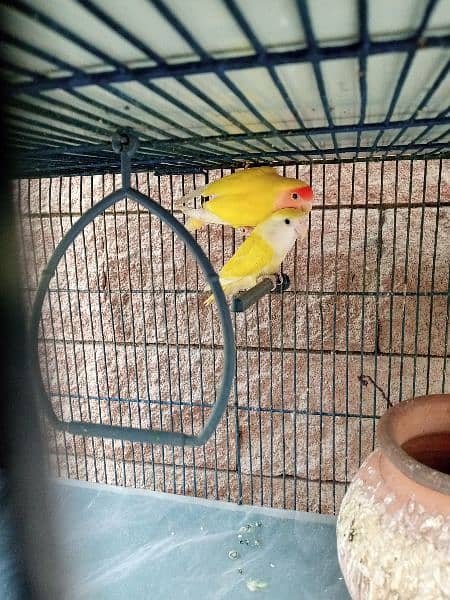 Breeding Pairs of Lovebird, Lutinos & Complete Setup for Sale! 7