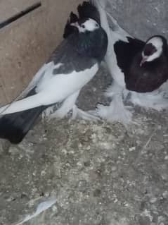haideri birds and pigeons
