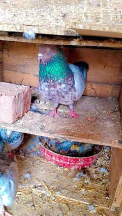 teddy + golden + Sialkoti high quality pigeons available for sale