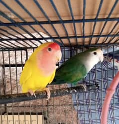 Breeding Pairs of Lovebird, Lutinos & Complete Setup for Sale!