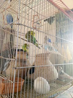 Parrot 4 pair with cage