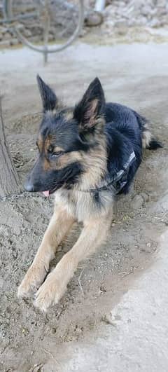 German shepherd pedigree Long Coat