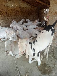 Goats for sale. . . . . Talagang Punjab