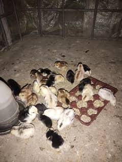 1.5month old chicks all r active and healthy need money urgent sale