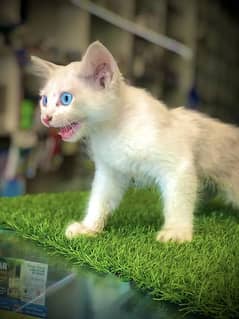 persian blue eyes cat