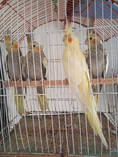 cocktail parrot 6 month ka ha from sale 7000 a ha